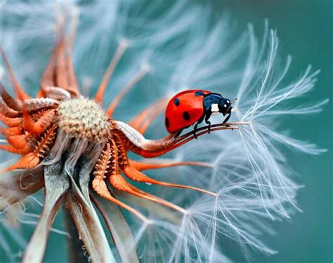 Fotoğraf Makineleri ile Makro Fotoğrafçılık: Yakın Çekim Sanatında İpuçları
