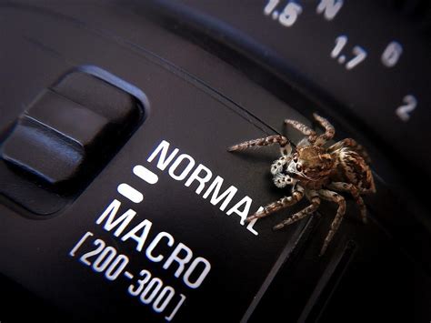 Makro Fotoğrafçılık